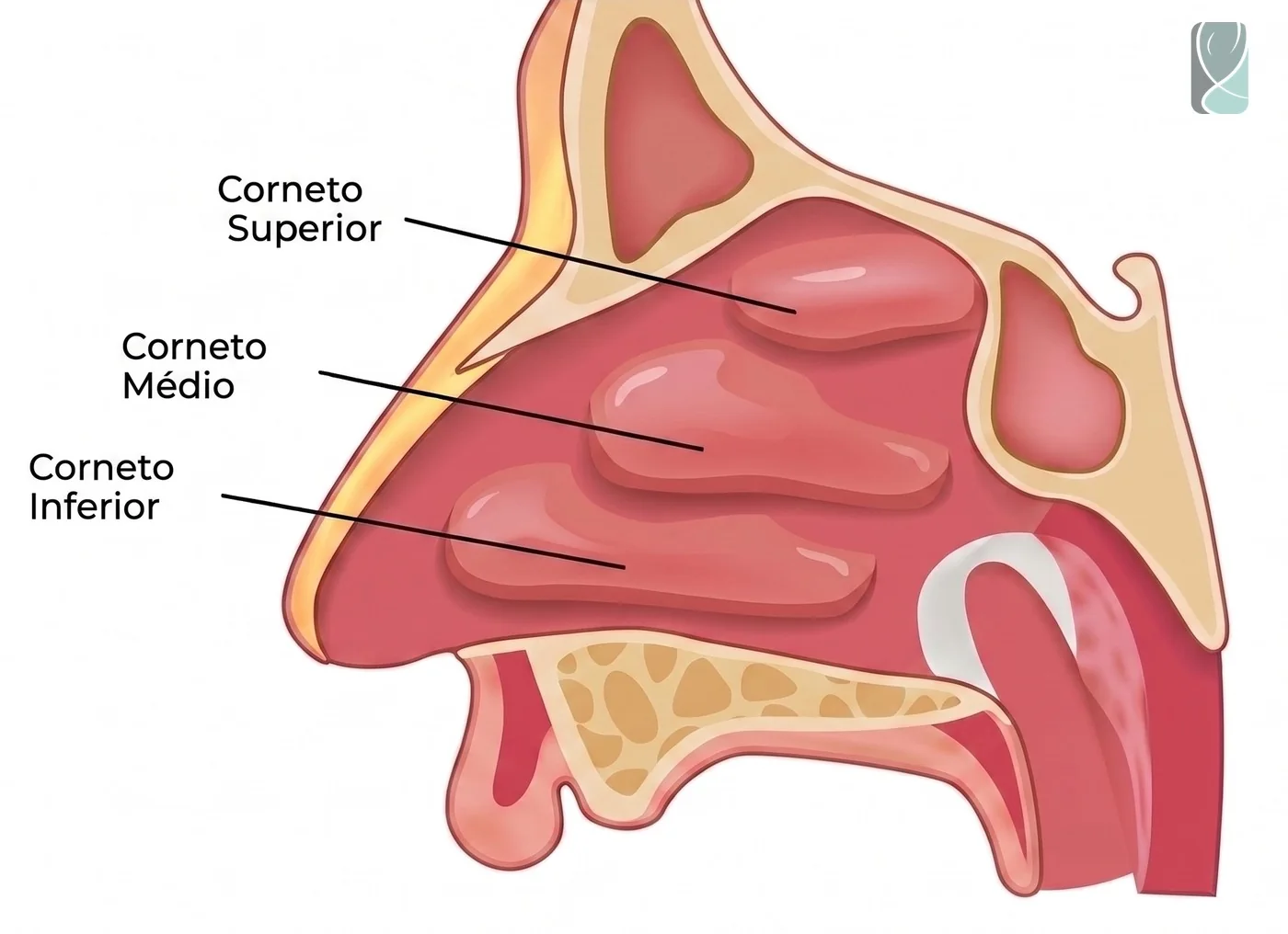 Ilustração anatômica das conchas nasais (cornetos superior, médio e inferior) dentro da cavidade nasal