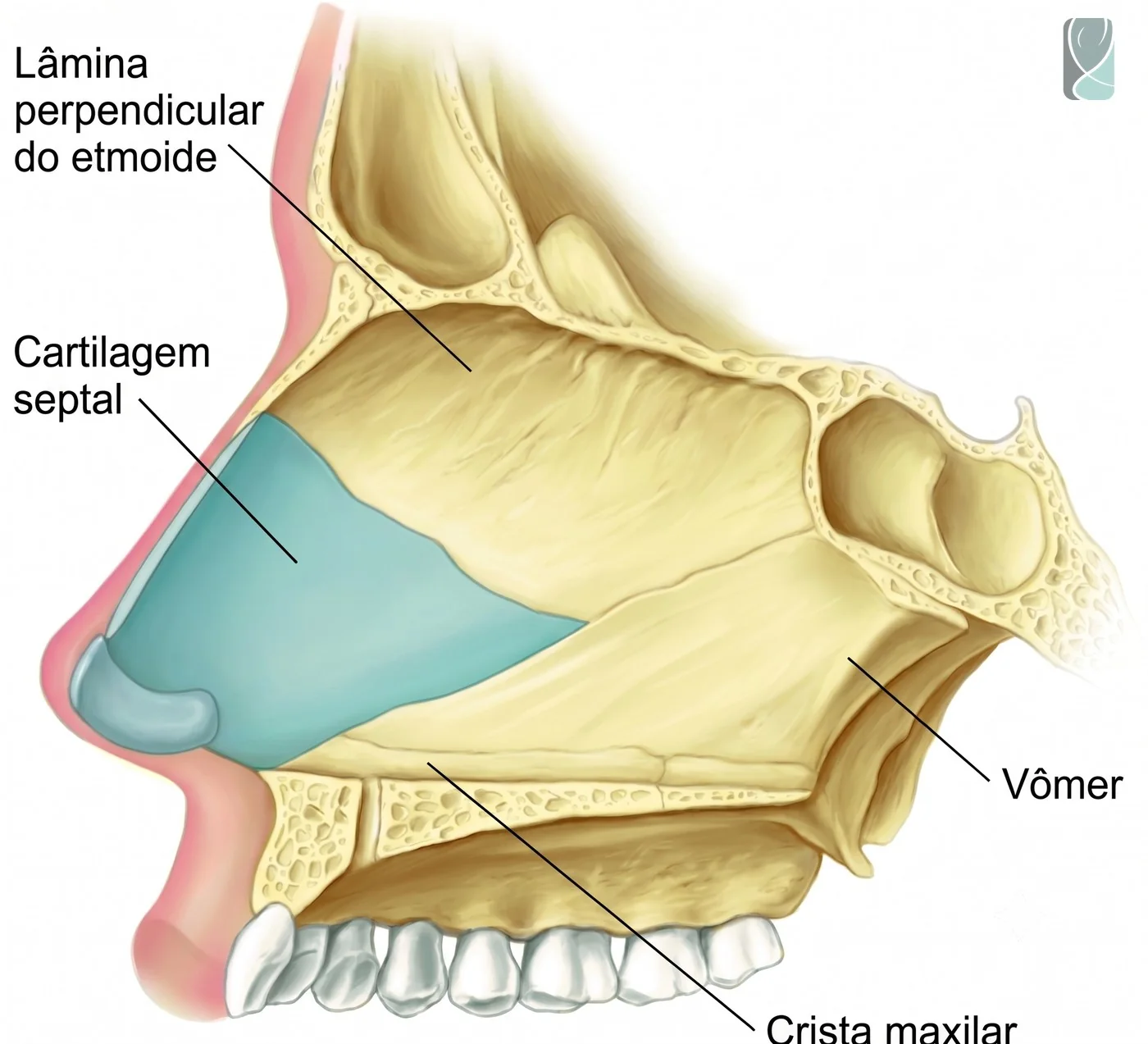 Ilustração anatômica do septo nasal, formado pela lâmina perpendicular do etmoide, vômer e cartilagem septal quadrangular